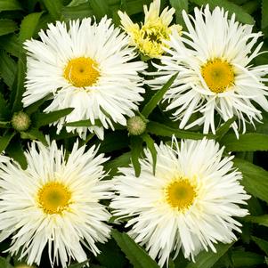 GOLD RUSH SHASTA DAISY